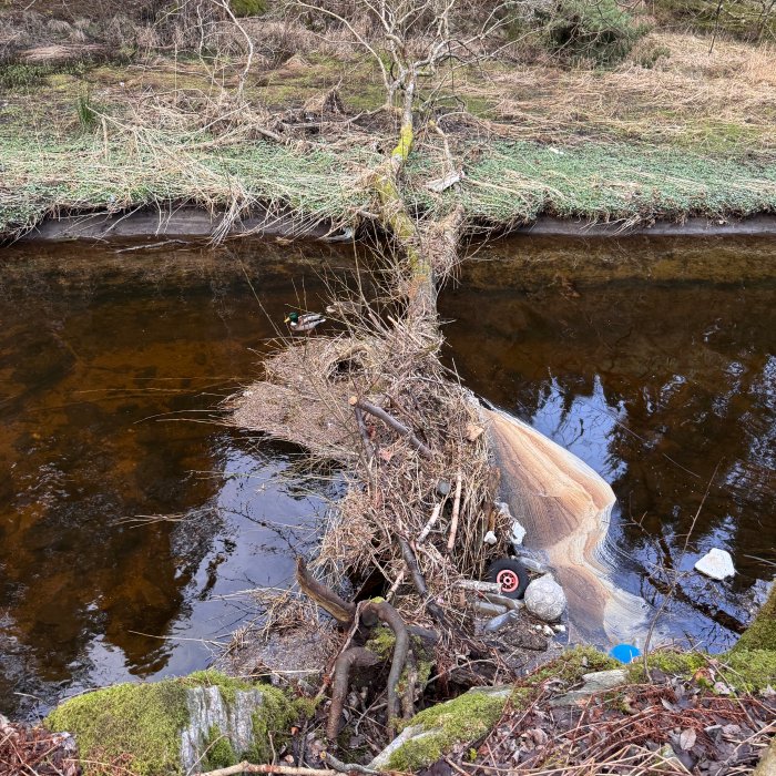dalelvens-venner-image-6688557901290841618